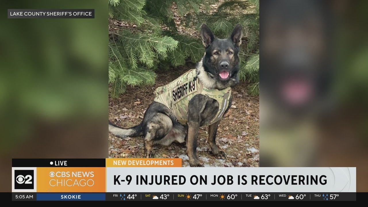 K-9 injured on job is recovering