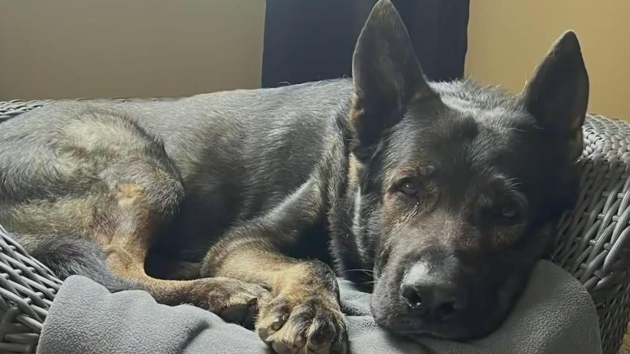 Lake County, Illinois K9 Dax receives acupuncture