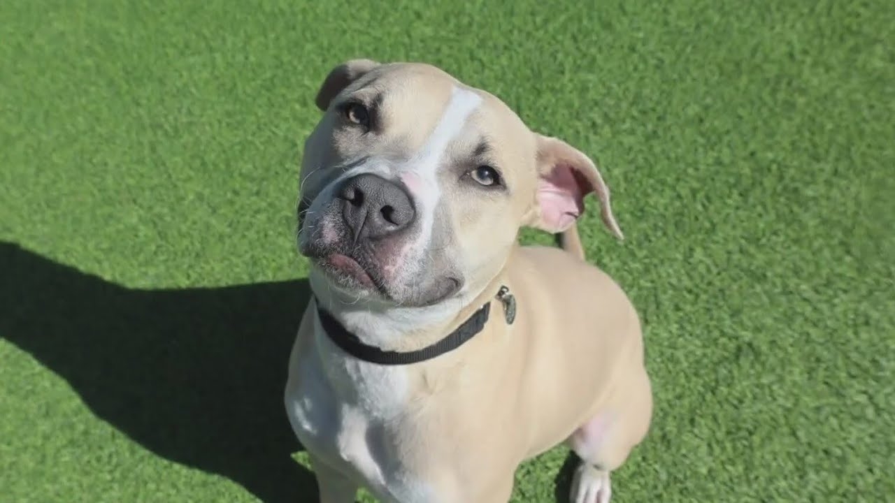 PAWS Chicago Pet of the Week - meet Dijon