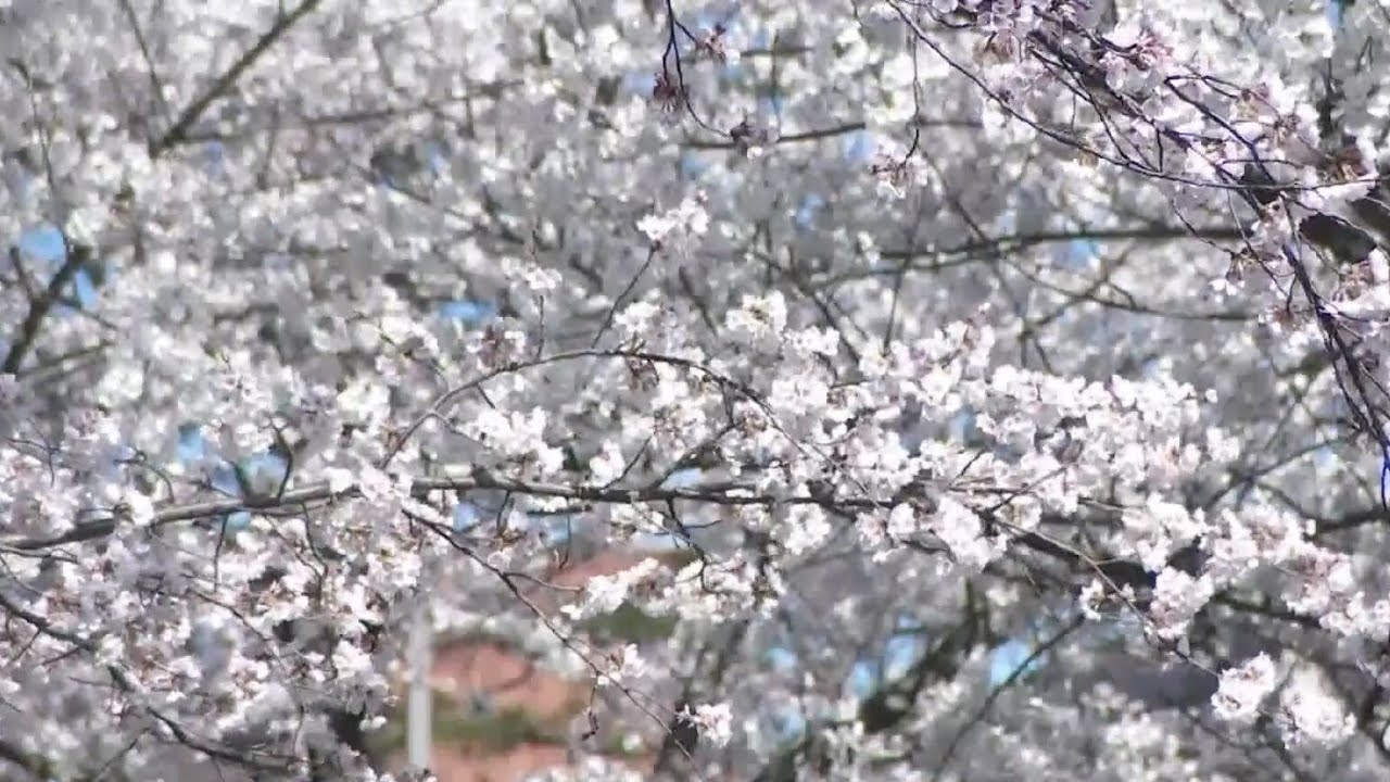 Climate change could impact peak bloom of cherry blossoms, experts say