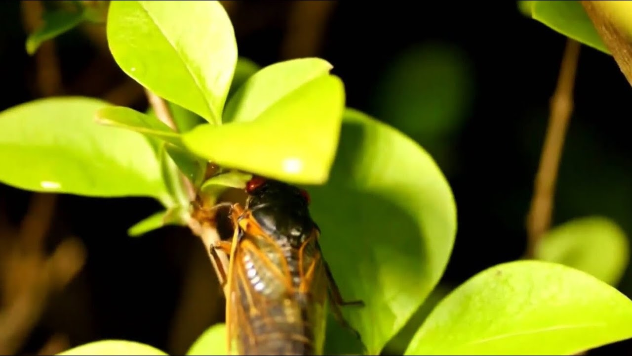 The cicadas are coming in Chicago -- what does that mean for your pets?