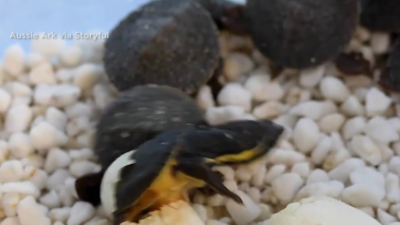 Eggs of 3 endangered turtle species hatch in Australia