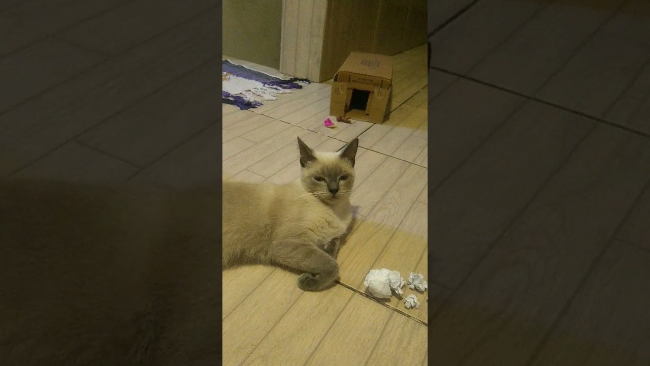 mel assistindo tv #music #typebeat #hiphop #beat #beats #instrumental #cat #gatuno #funnyimages #rap
