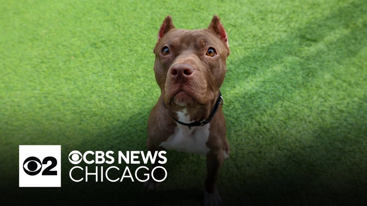 Pilaf is PAWS Chicago's Pet of the Week