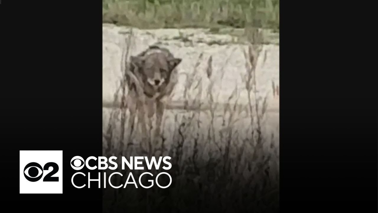Man followed by coyote while walking dog in Chicago