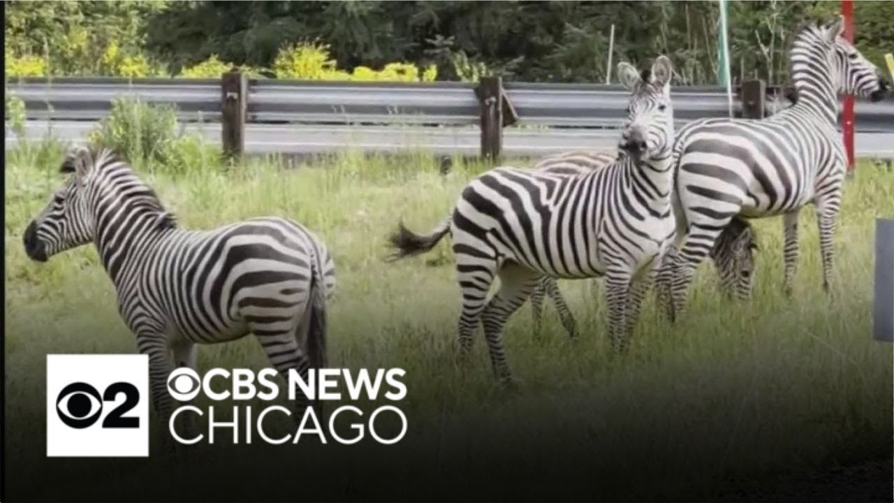 Brunch patrons spot zebras outside restaurant