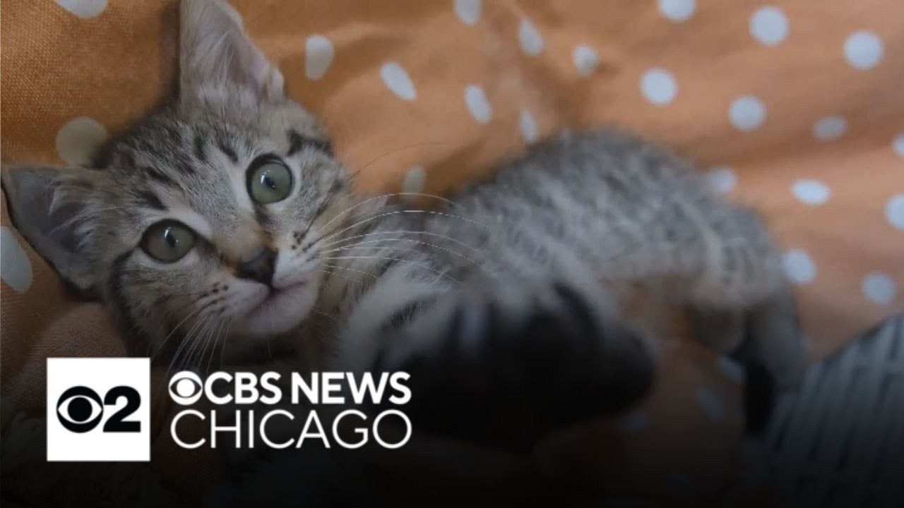 It's National Adopt a Shelter Pet Day!