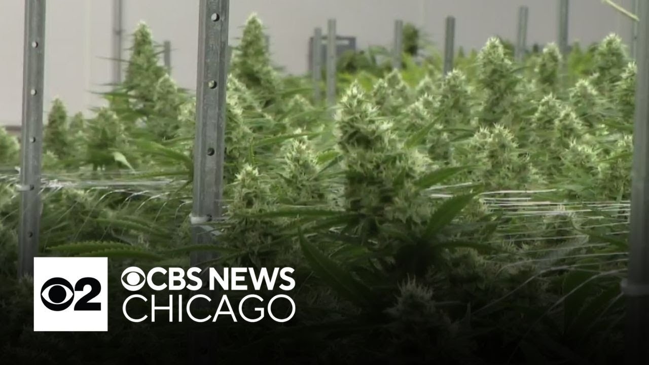 U.S. Department of Justice proposes reclassifying marijuana as less-dangerous drug