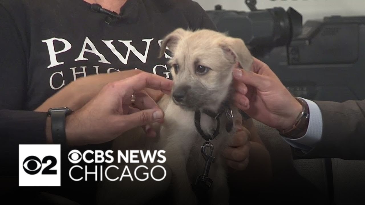 Flute plays beautifully in the Pet Rescue Spotlight