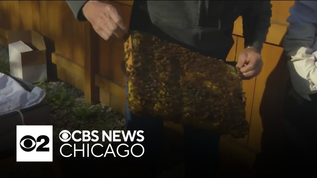 Beekeeper program available for Skokie residents