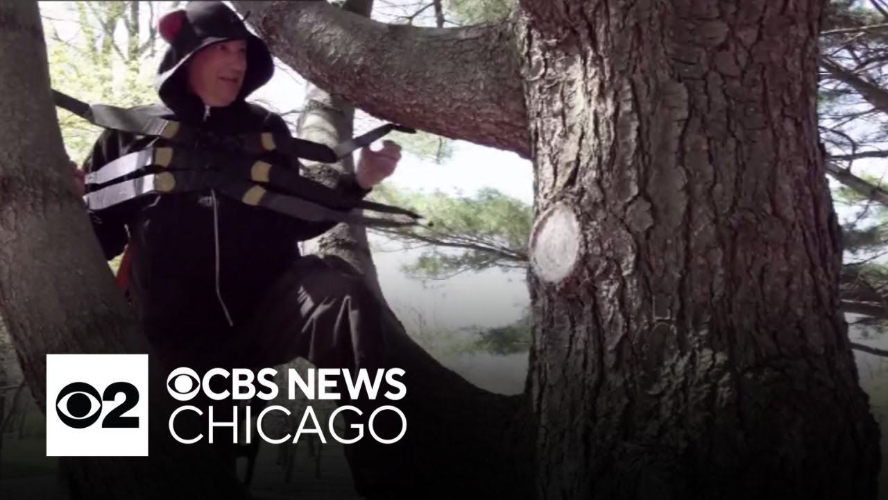 Chicago area forest preserve workers acts out the life cycle of a cicada