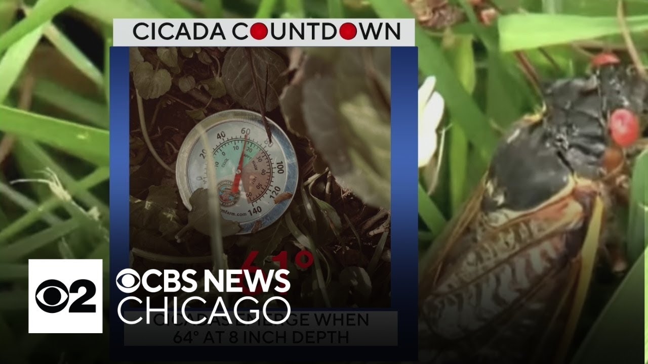 Monday's cicada countdown