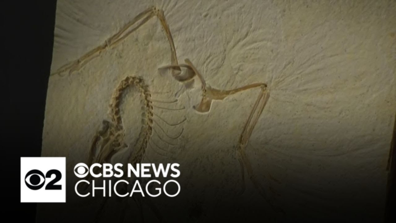 Chicago's Field Museum unveils fossil of first-known bird