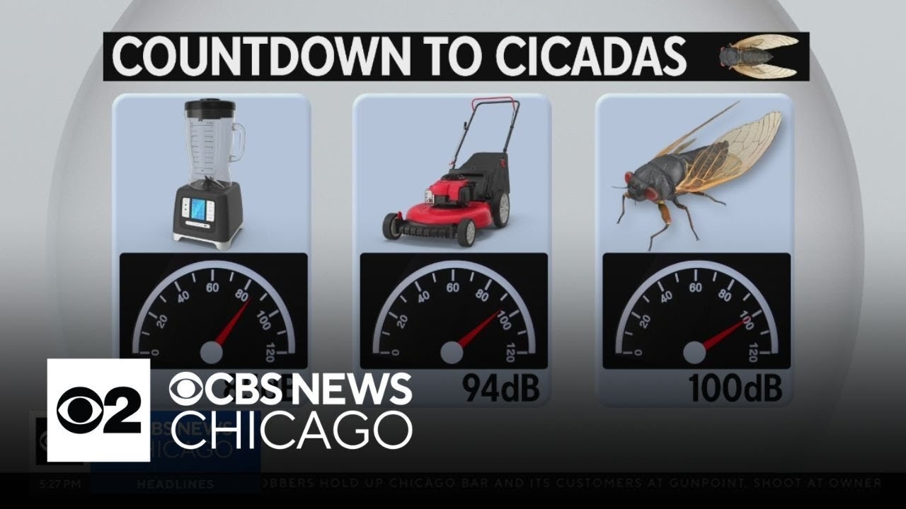 Soon-to-come cicada swarms can be louder than lawnmowers