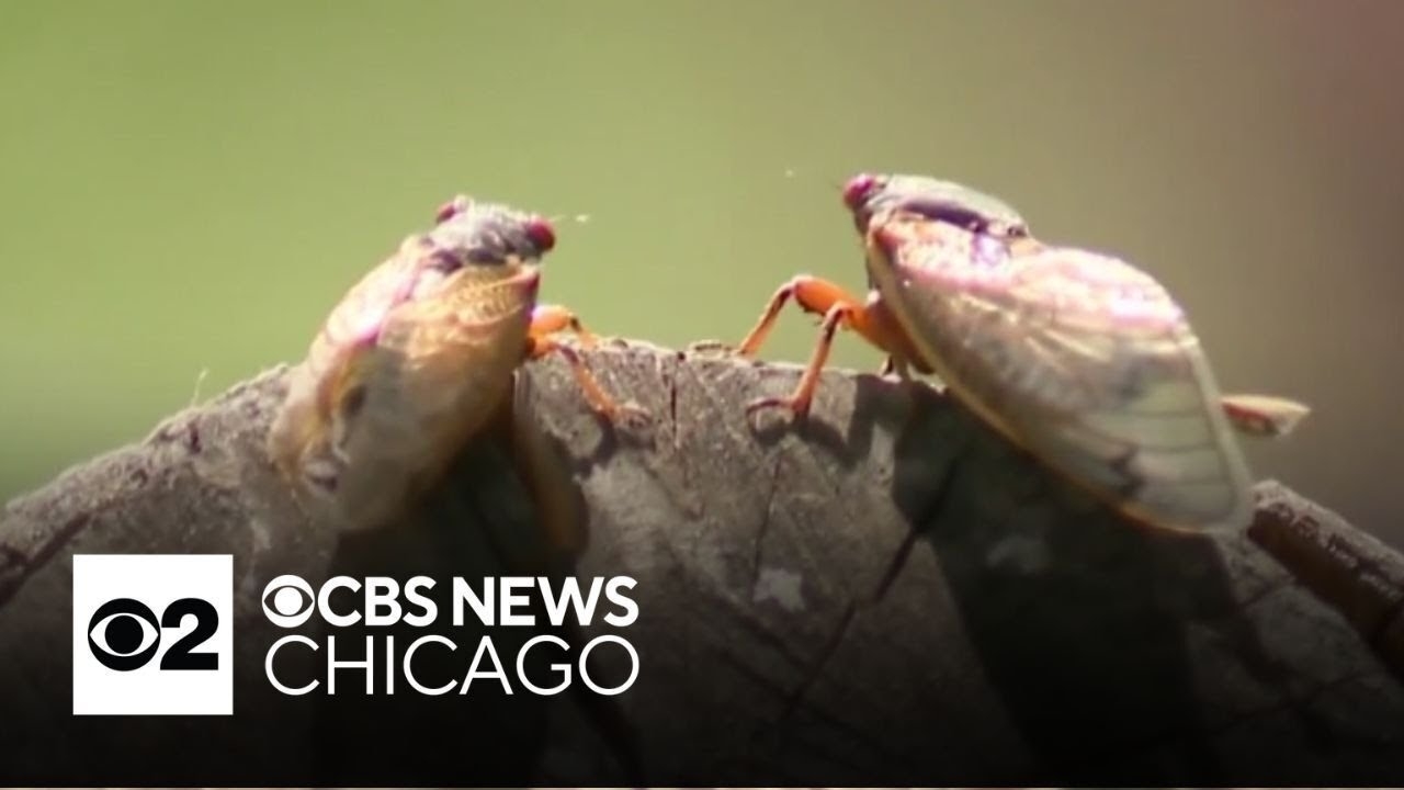 The cicadas are coming: Protecting your pets, and maybe eating a cicada yourself?