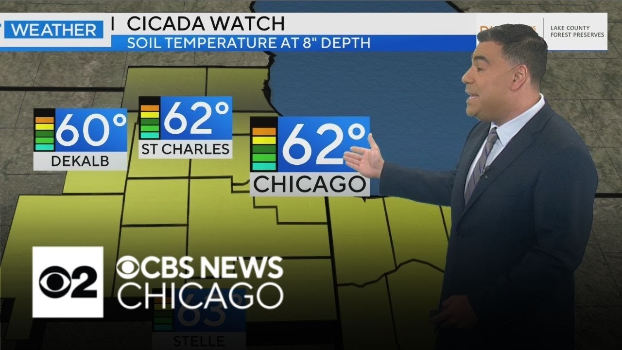 With mild weather coming up, cicadas could be crawling next week