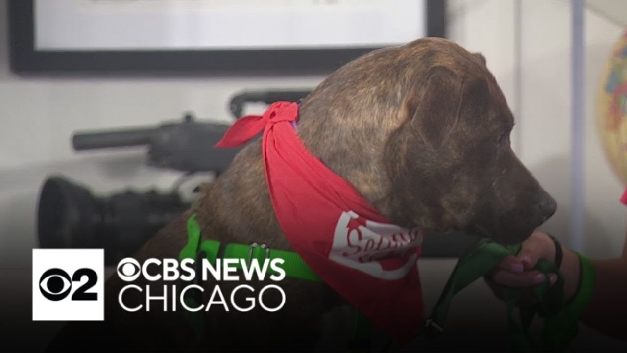 Sweetheart Capone in the CBS 2 Pet Rescue Spotlight