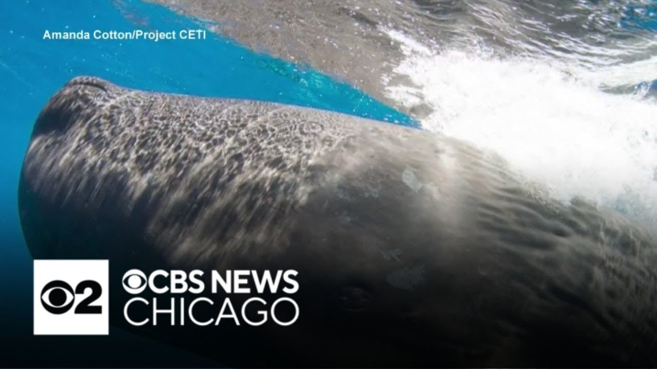 Scientists investigate what sperm whales are saying