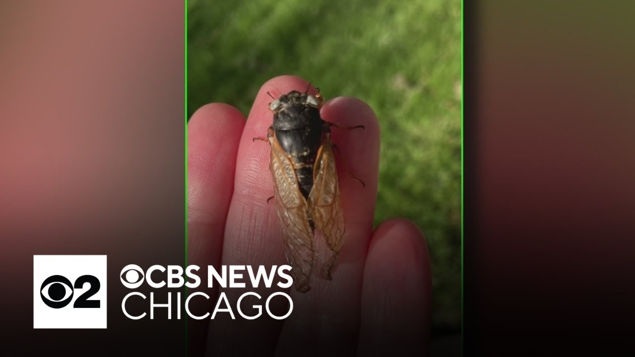 Another blue-eyed cicada found in Chicago's western suburbs