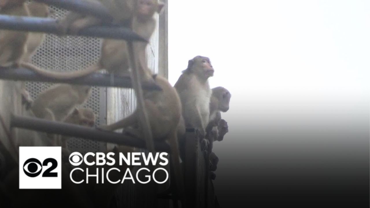 Monkeys take over town as officials try to move them out