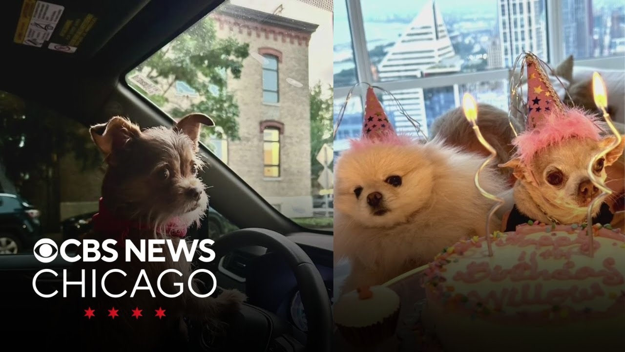 What Caught My Eye: Dog lovers rejoice