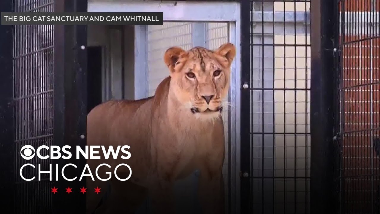 3-year-old Lioness, Yuna, rescued from Ukraine