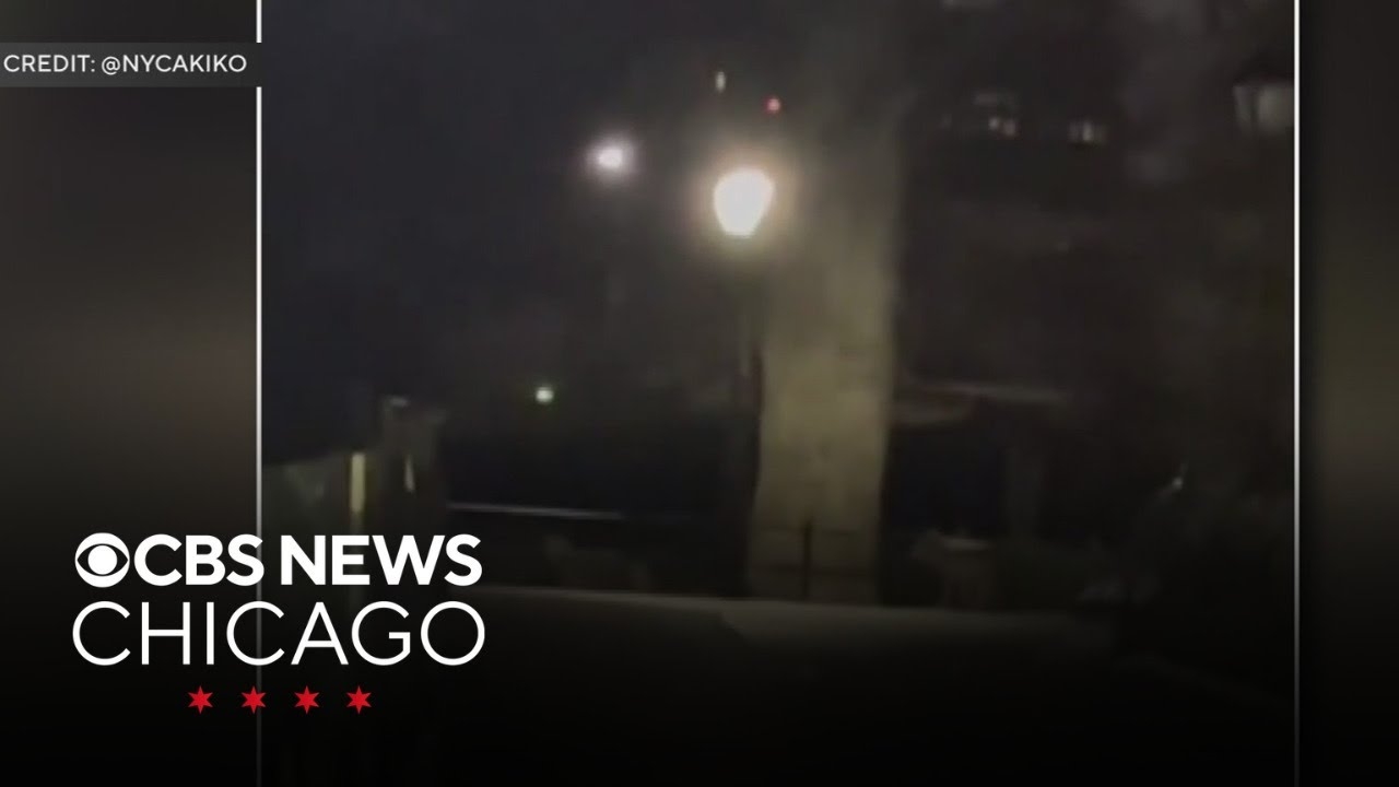 2 coyotes fall in love in New Yorks Central Park