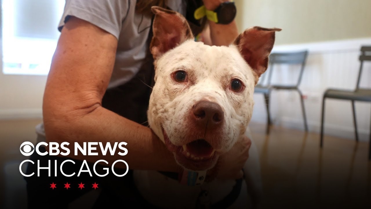 Meet Rincy, PAWS Chicagos Pet of the Week