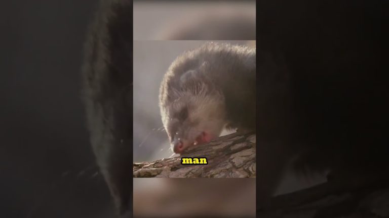 A man fell into a swamp and was rescued by a sable