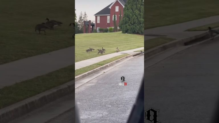 Good Morning  When The Geese Wont Let You Be Great  Tammy Rivera