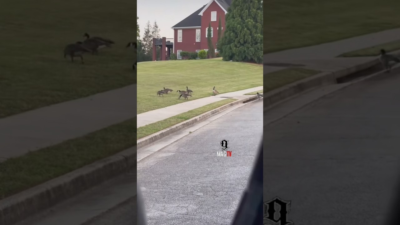 Good Morning  When The Geese Wont Let You Be Great  Tammy Rivera
